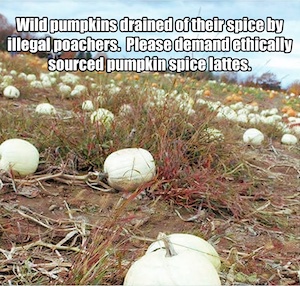 pumpkin spice humor