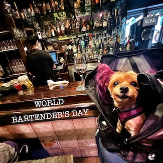 Puppy Macy Jane at one of her favorite bars for World Bartenders Day.  Cheers to this blog today.