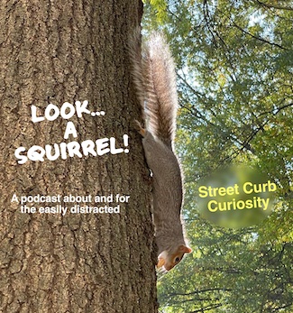 Look!  A squirrel!  On a tree to highlight ADHD for a podcast episode about being distracted by Street Curb Curiosity